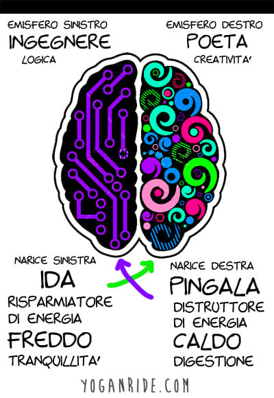 corrispondenza-di-ida-e-pingala-con-gli-emisferi-del-cervello