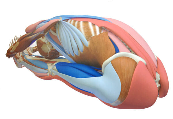 pashimottanasana