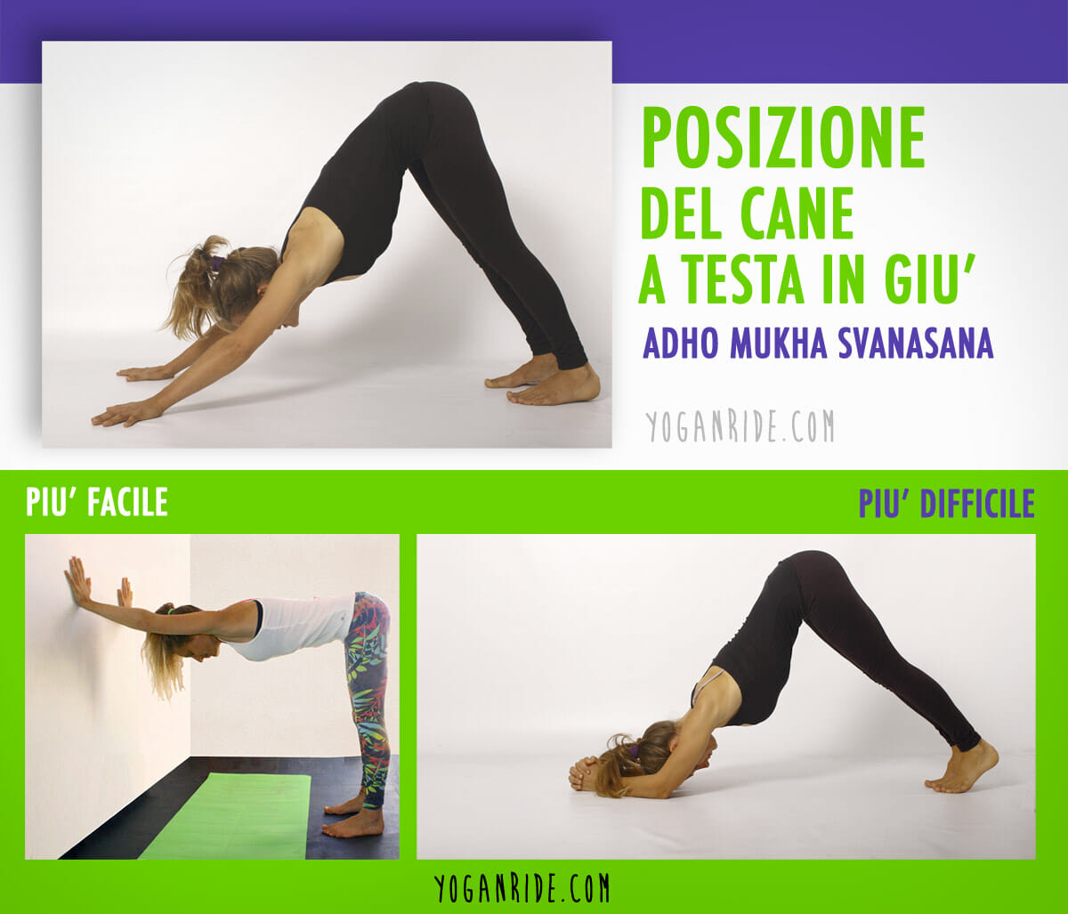 posizione-del-cane-a-tesat-in-giu-varianti